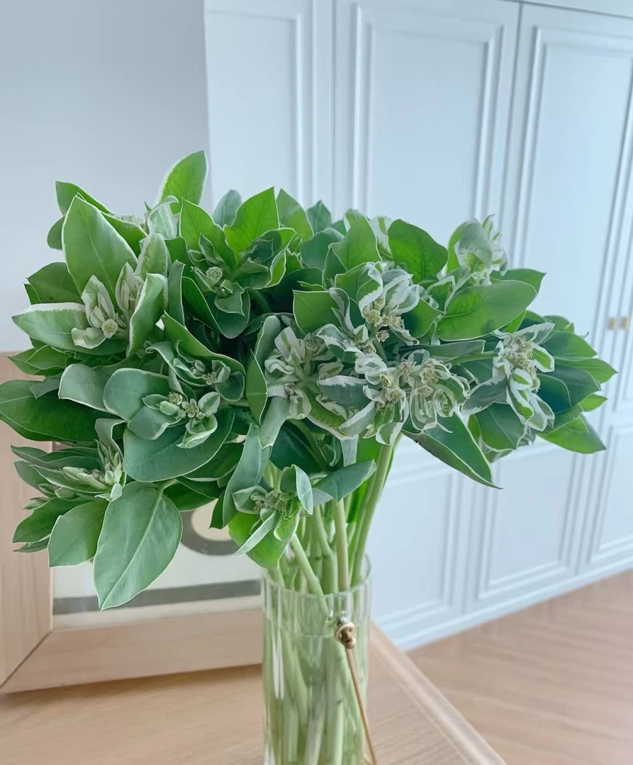 【源头一手价】叶上花   批发花店摆地摊基地直发一手货源