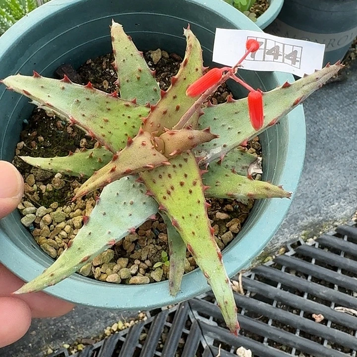 744强刺卡萨帝脱土发货