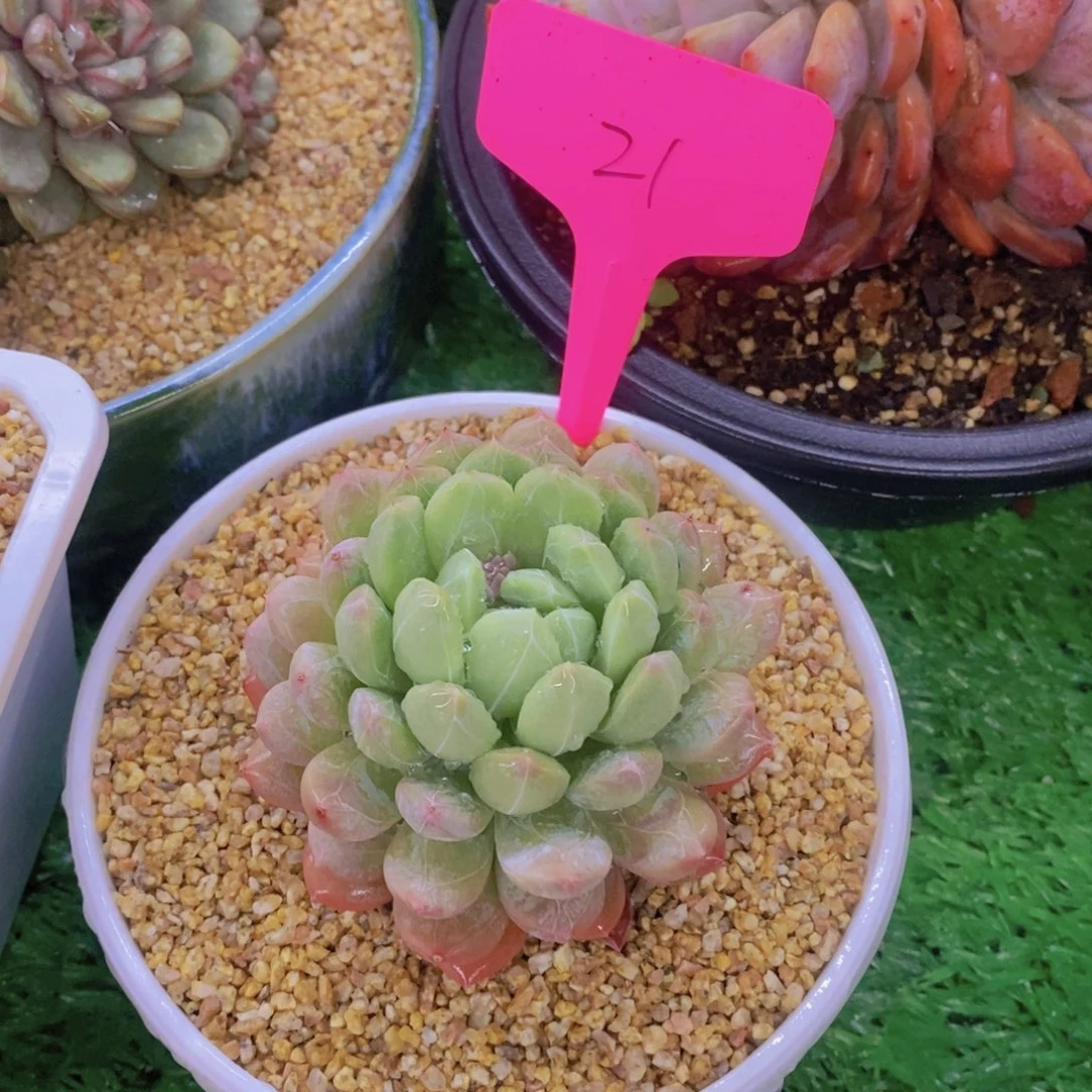 杨*⌯开心多肉植物多肉