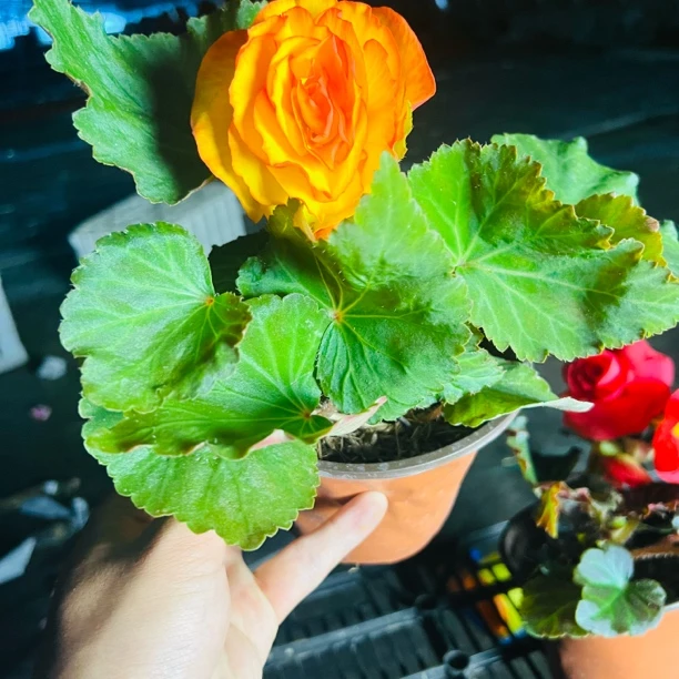 夫妻海棠两颗两色