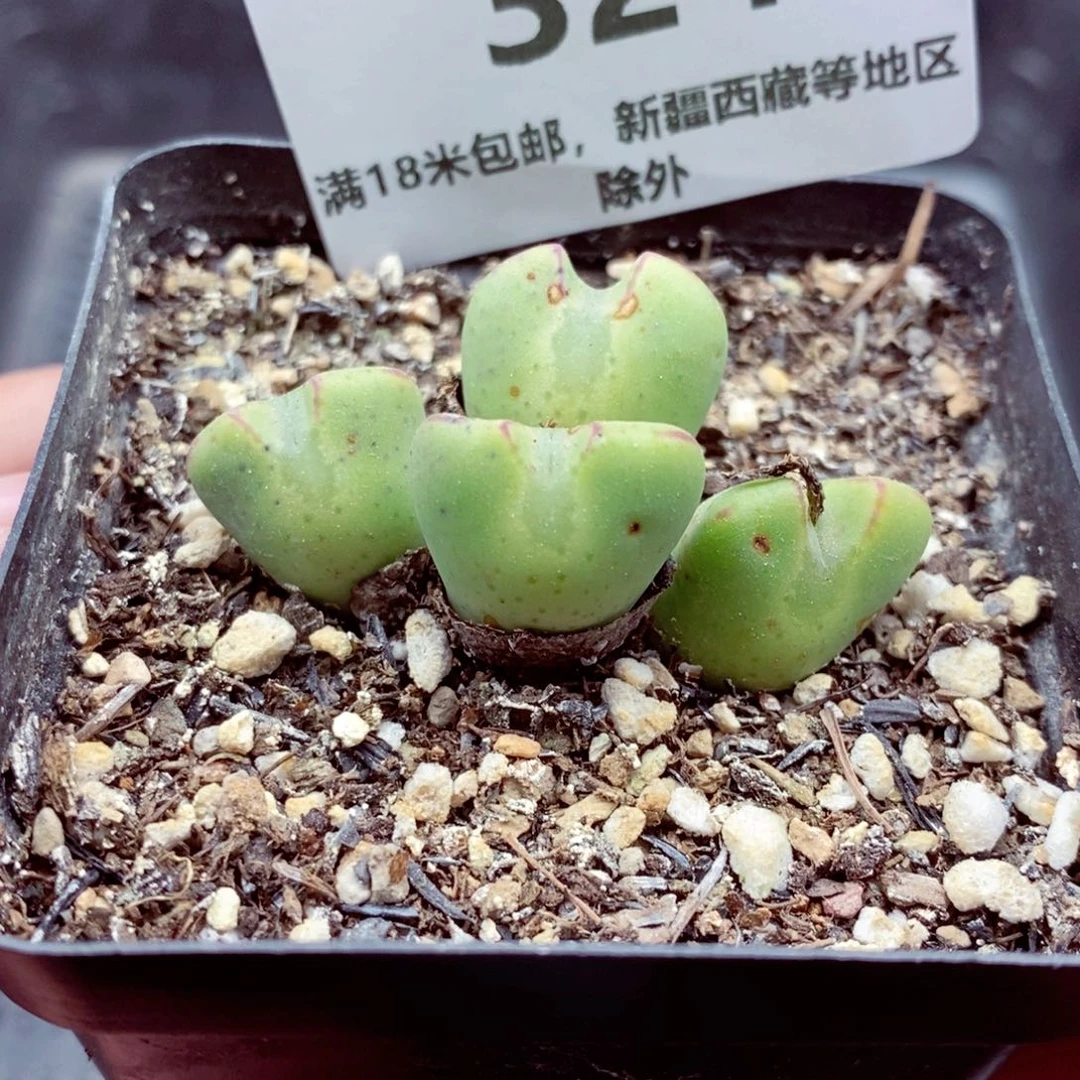 我是一只小小鸟地域鬼324