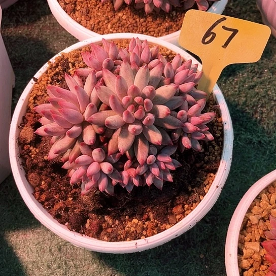 柚***茶虞美人67号码牌子的话题