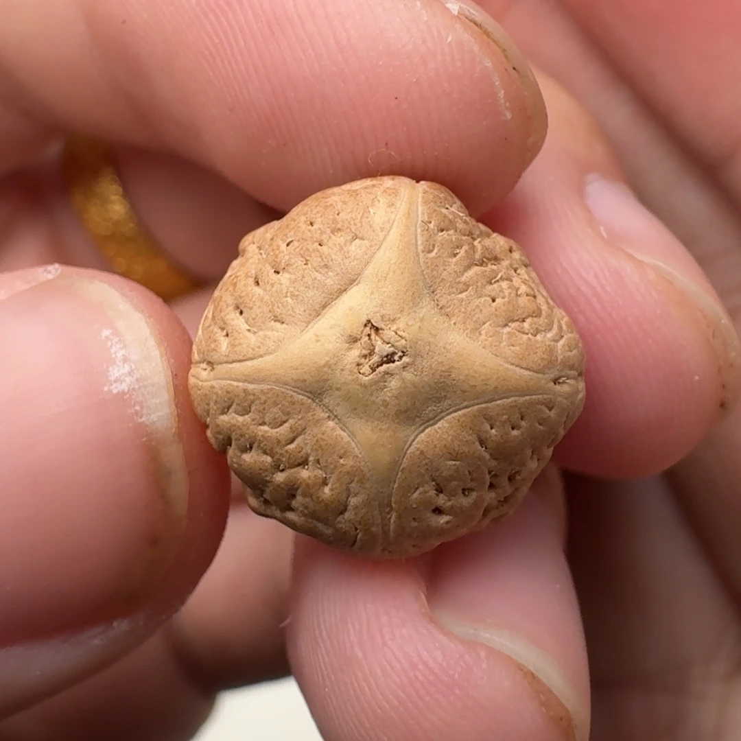 凤眼菩提吊坠15.6/13.1树王四喜