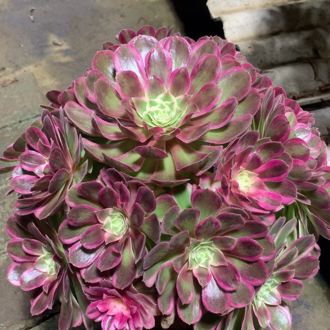 孔雀翎，多肉植物的