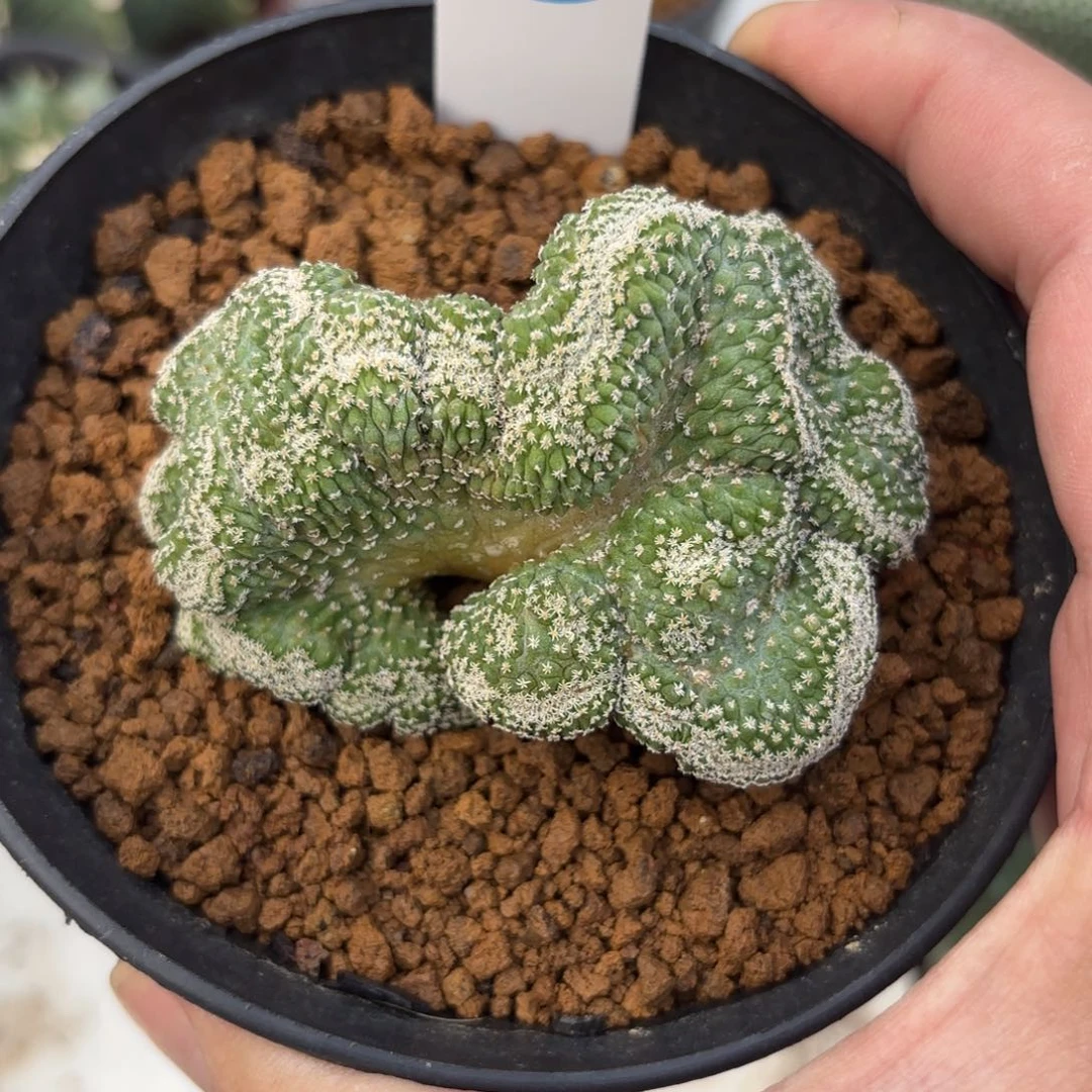 237实生菊水带盆带土发货