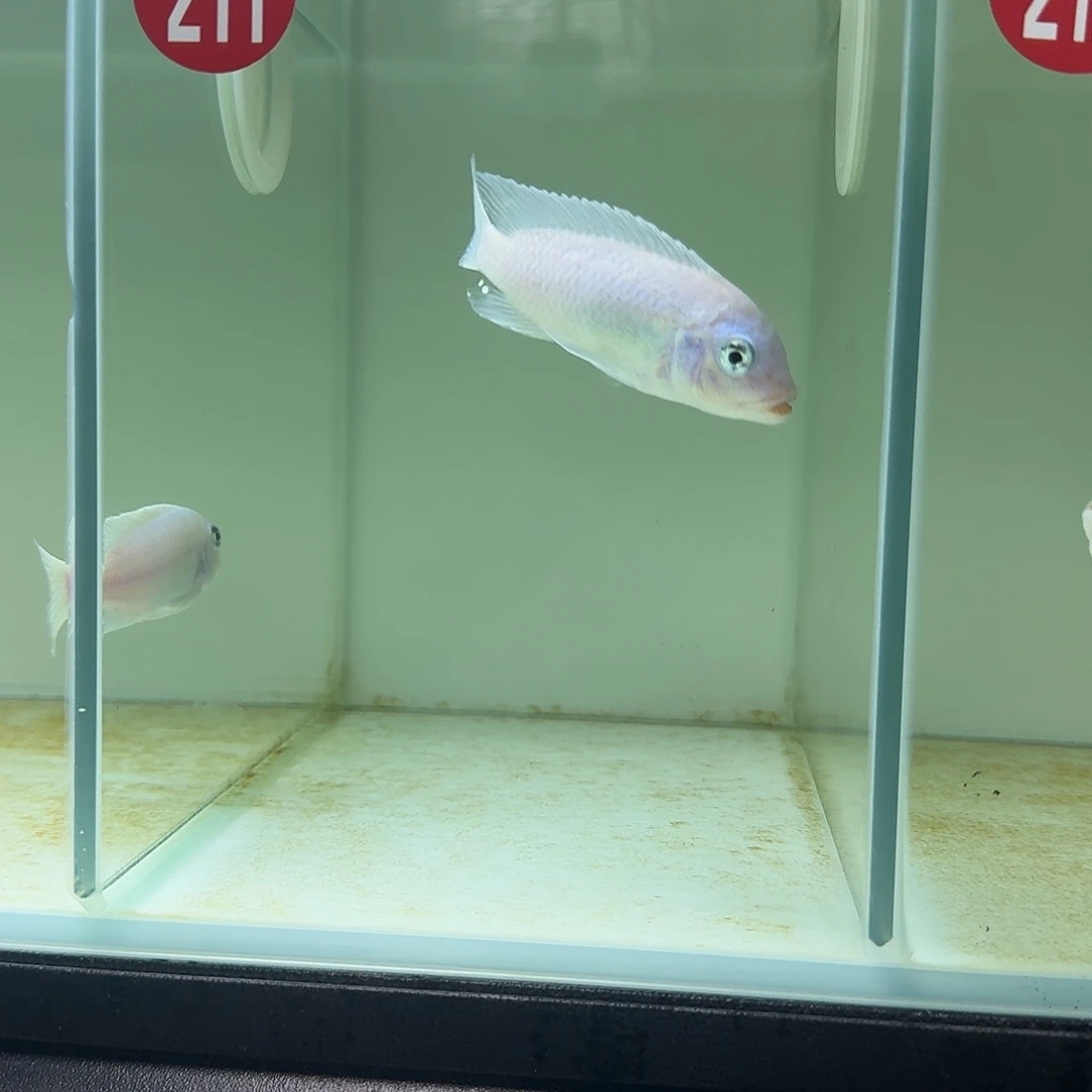 J***a慈鲷鱼211号白珍珠