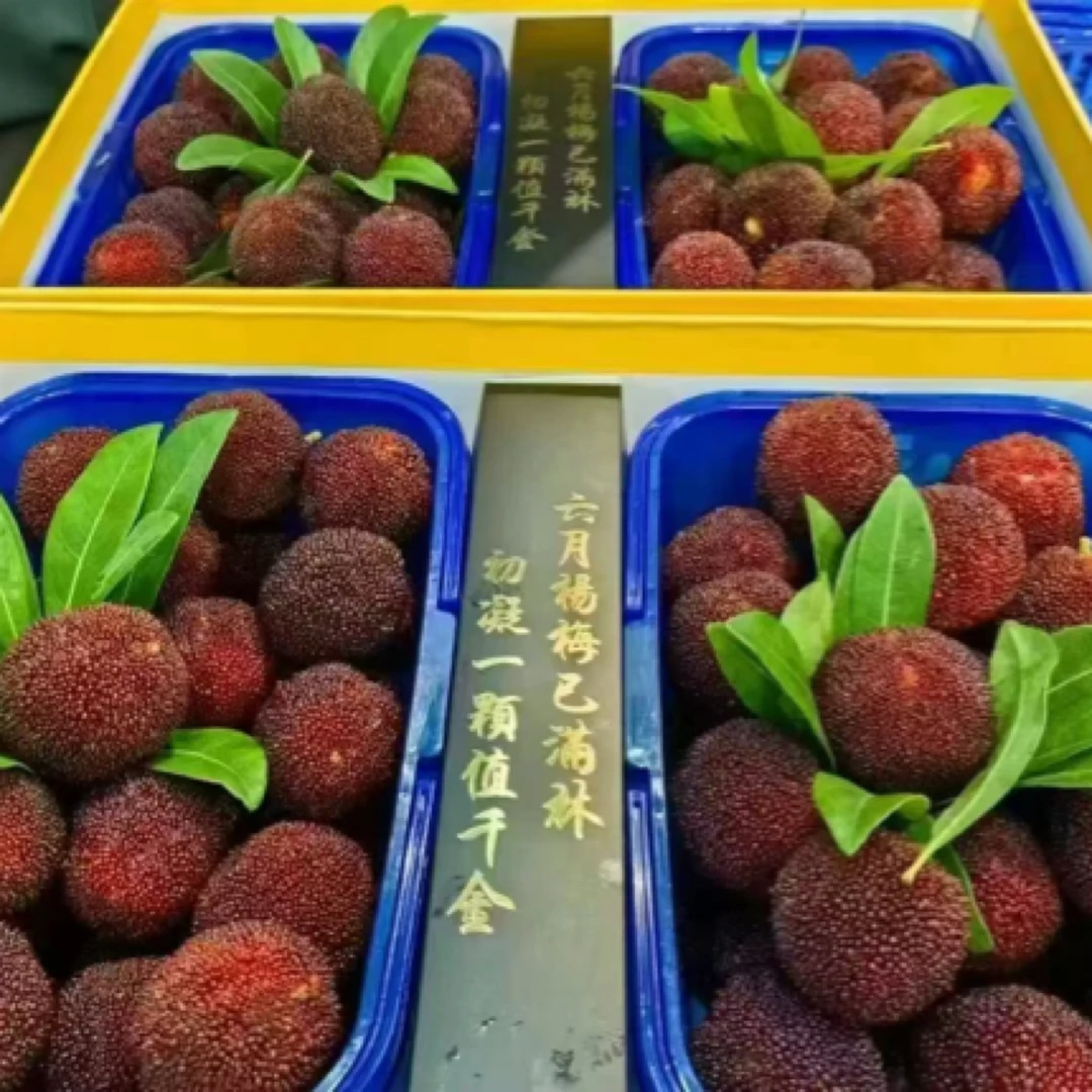 罗曼杨梅 贡品98元一斤