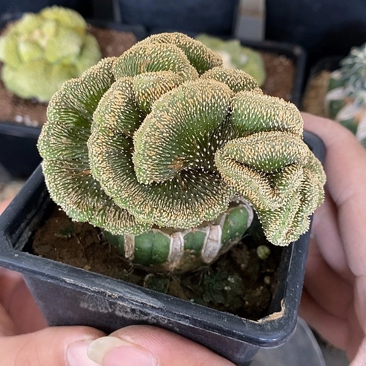 薄叶花笼缀化。332号