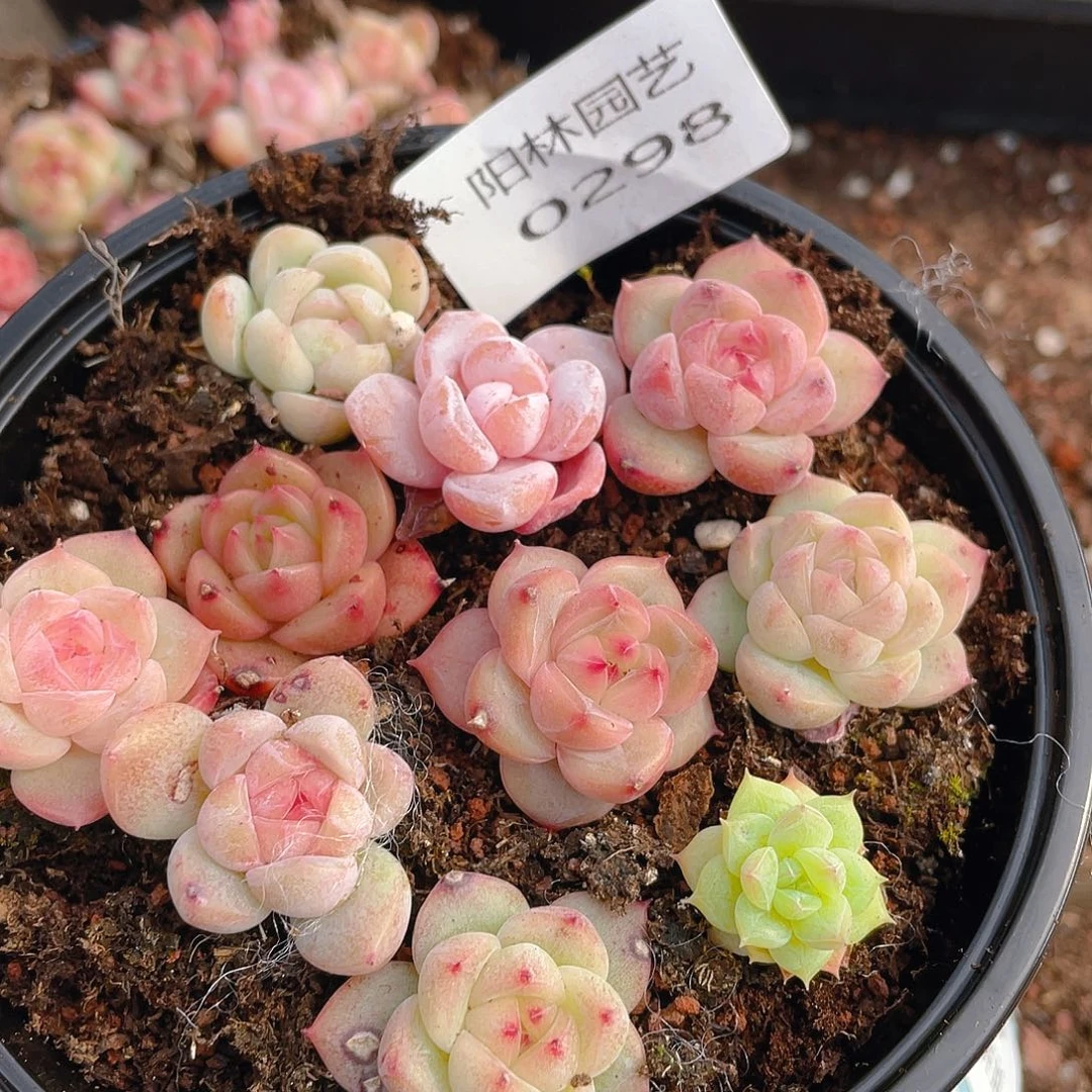 多肉植物多肉植物298