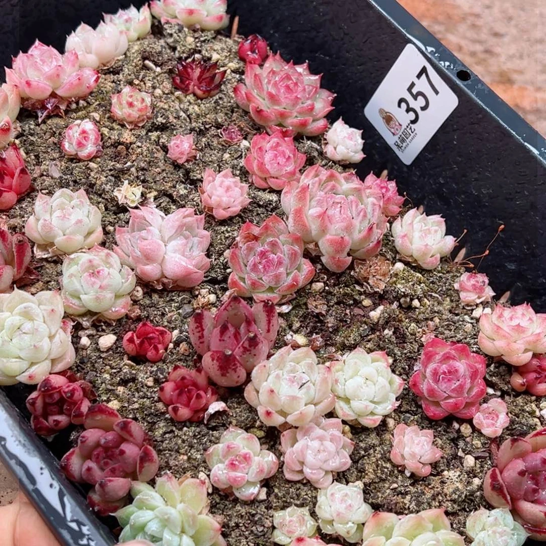 多肉植物多肉植物