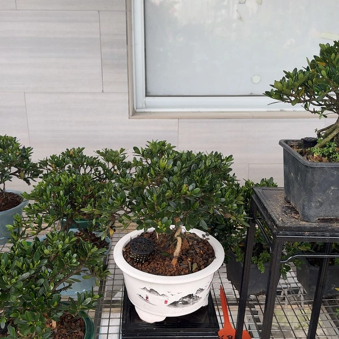 当前无花朵，栽培后可花朵小老桩冠珠栀子花（观赏盆）