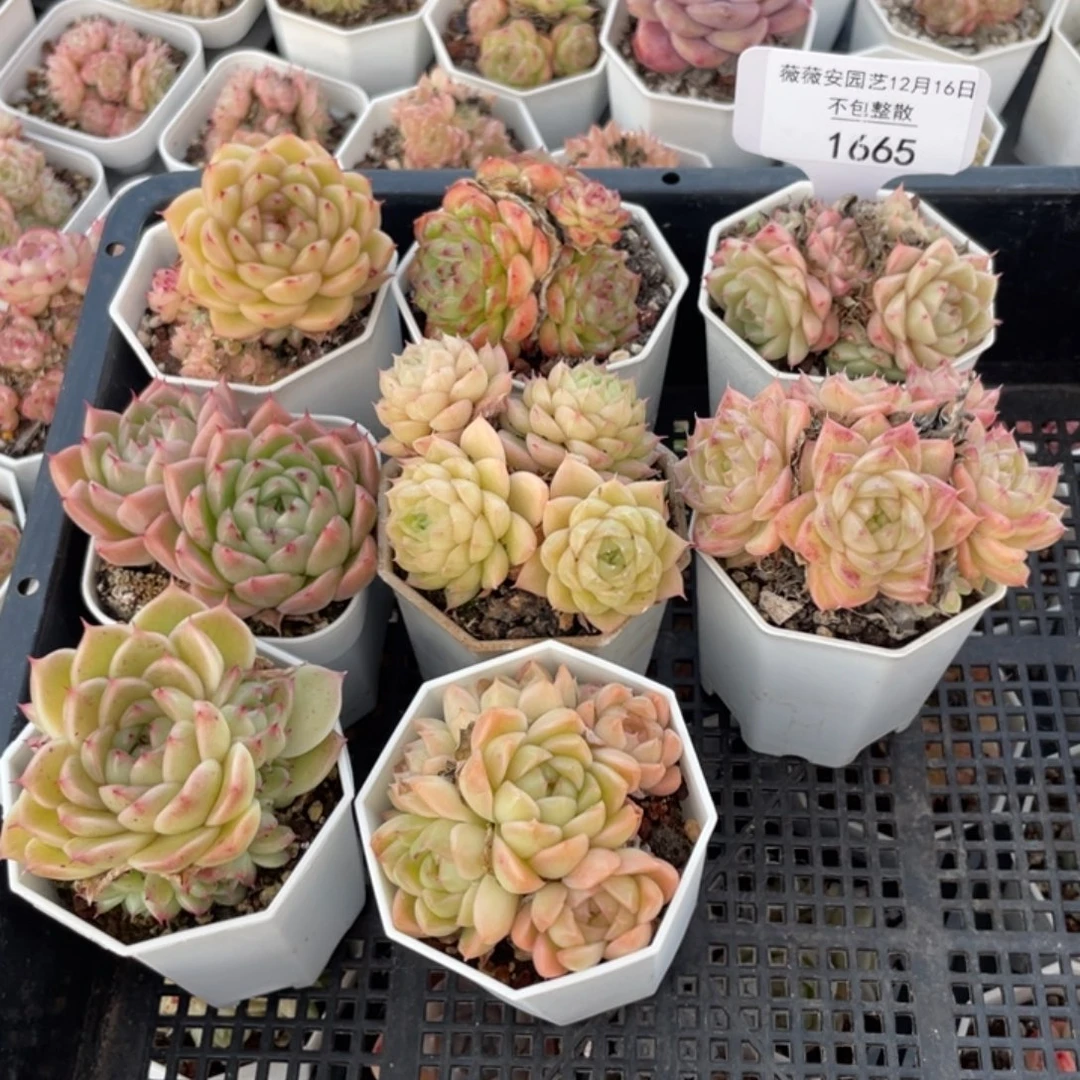 不包整散 盆子不售后1665