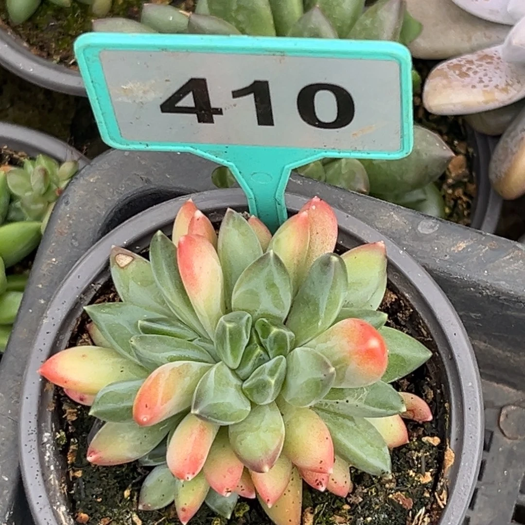 多肉植物莫吉托群410