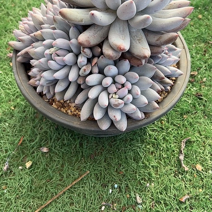 所罗门群生缀化多肉