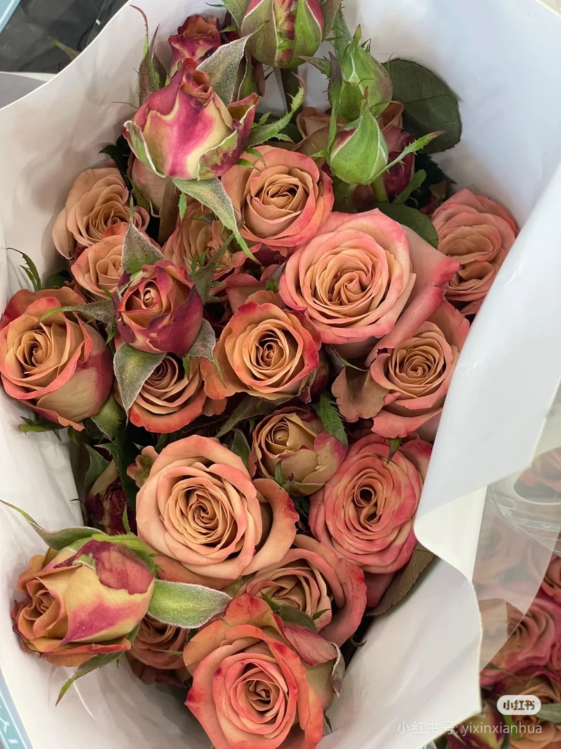 多头卡布玫瑰（性价比高）