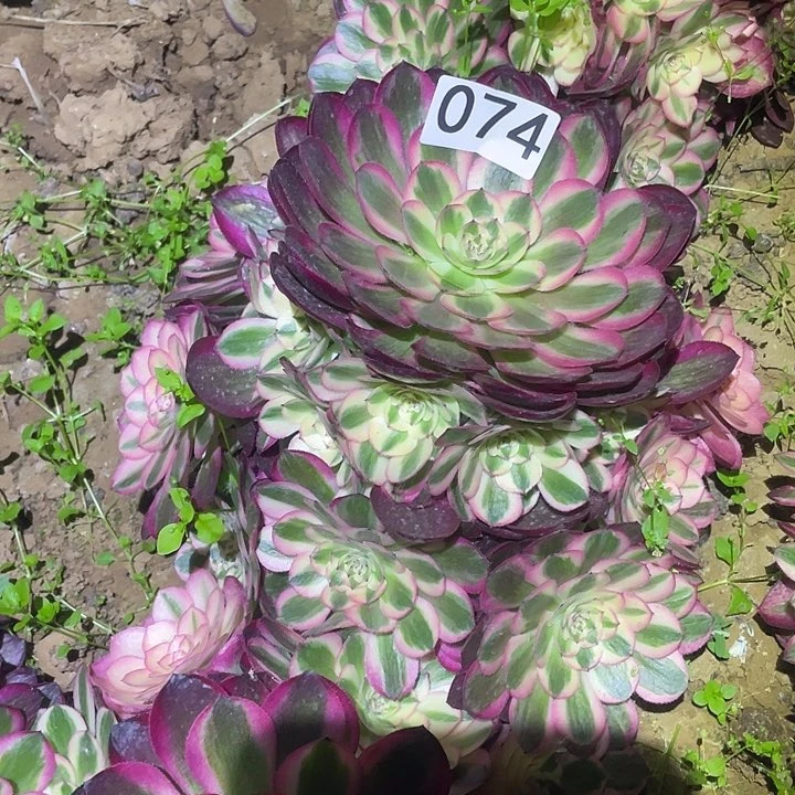 多肉植物法师74倾城