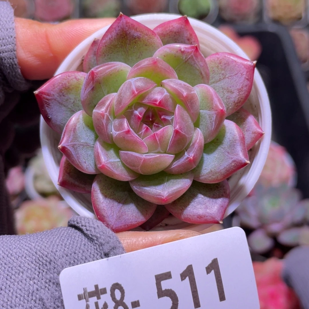 花利美8-511新品珍妮