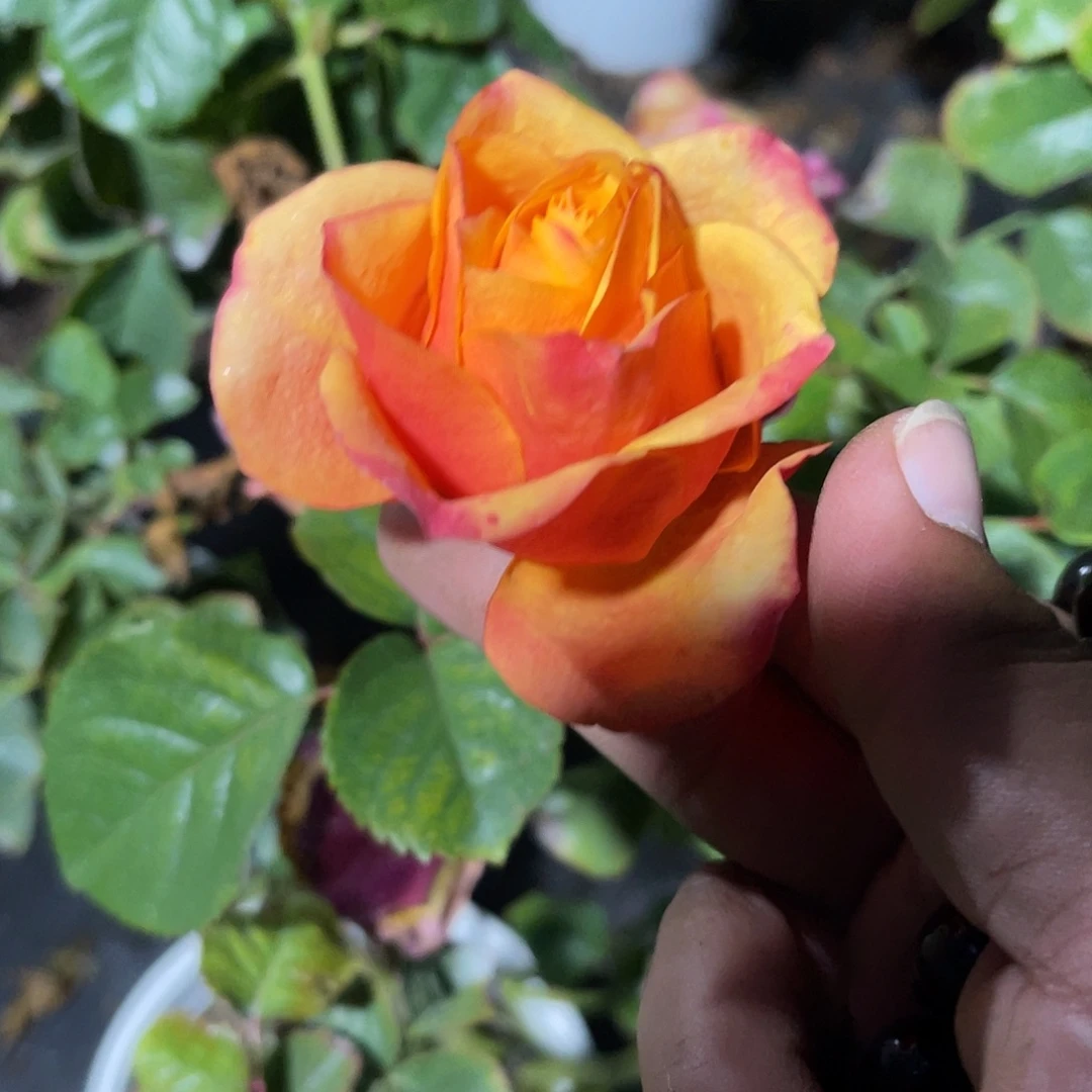 无花朵——-焦糖 福利款