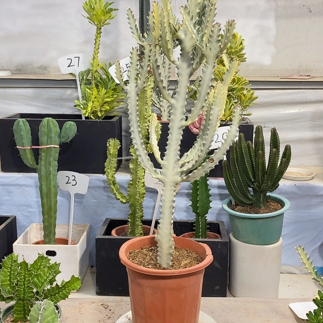 无花朵白龙骨一物一拍