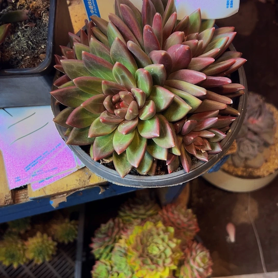 徽***云18号一物一拍脱土包邮