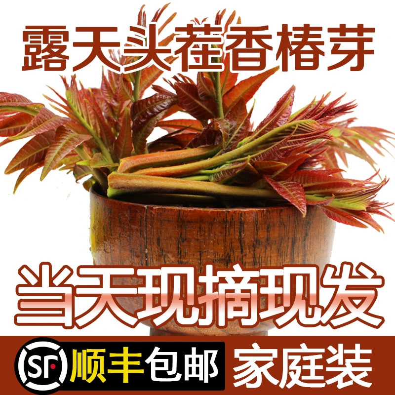 2025年当季露天头茬香椿芽新鲜蔬菜野菜野生红油香椿顺丰包邮香椿