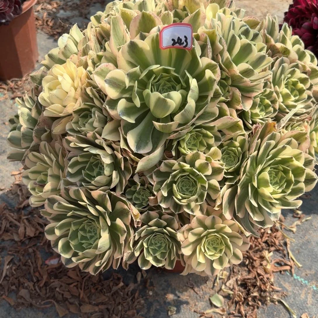 无花朵243绿豆沙多肉植物绿植