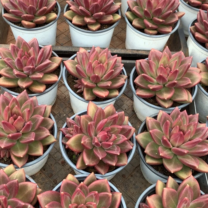 迷雾泡泡多肉植物两单包邮