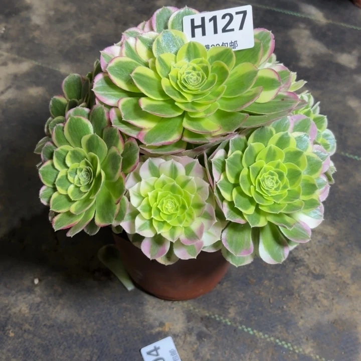 瑞妈，。。。？。127水中月