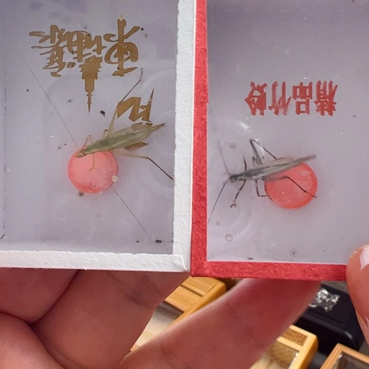 哈哈哈柬埔寨紫竹各一个