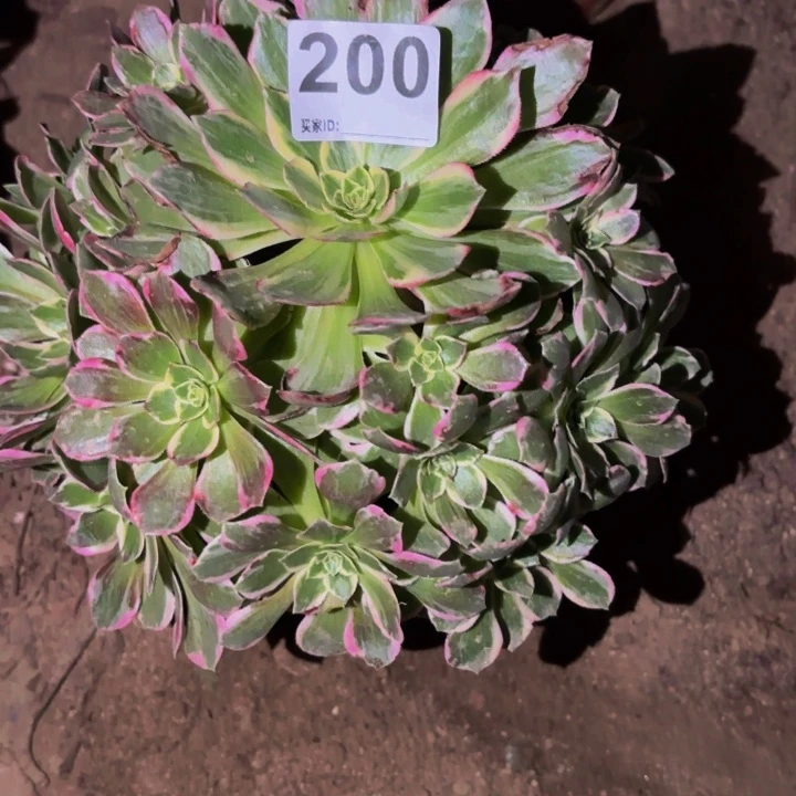 200水蜜桃多肉植物不售后