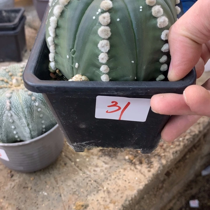 31号。。。。。。。。。。。。