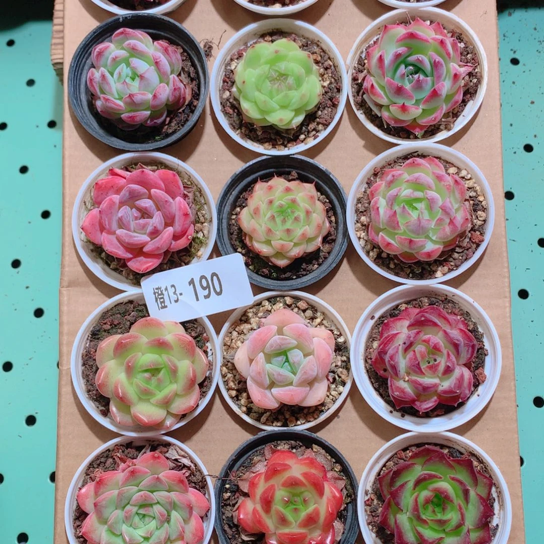 13-190一物一拍带盆18颗