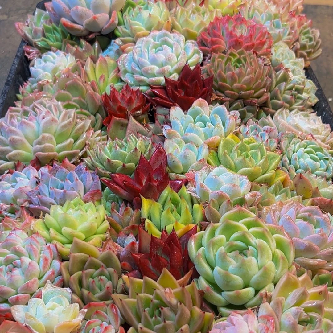 463多肉葡萄的味道真的是很不错