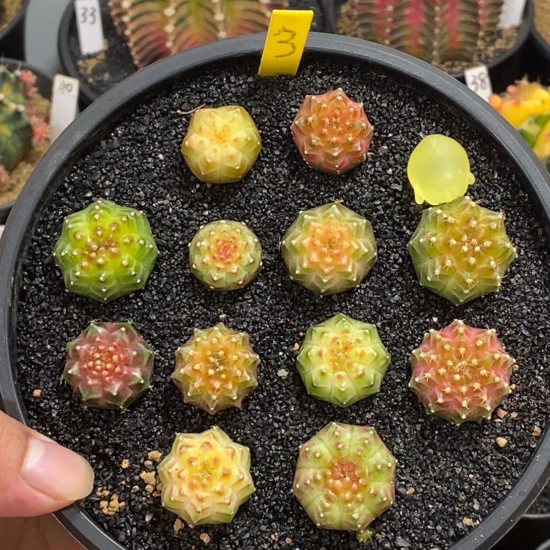 轮回128一个随便挑