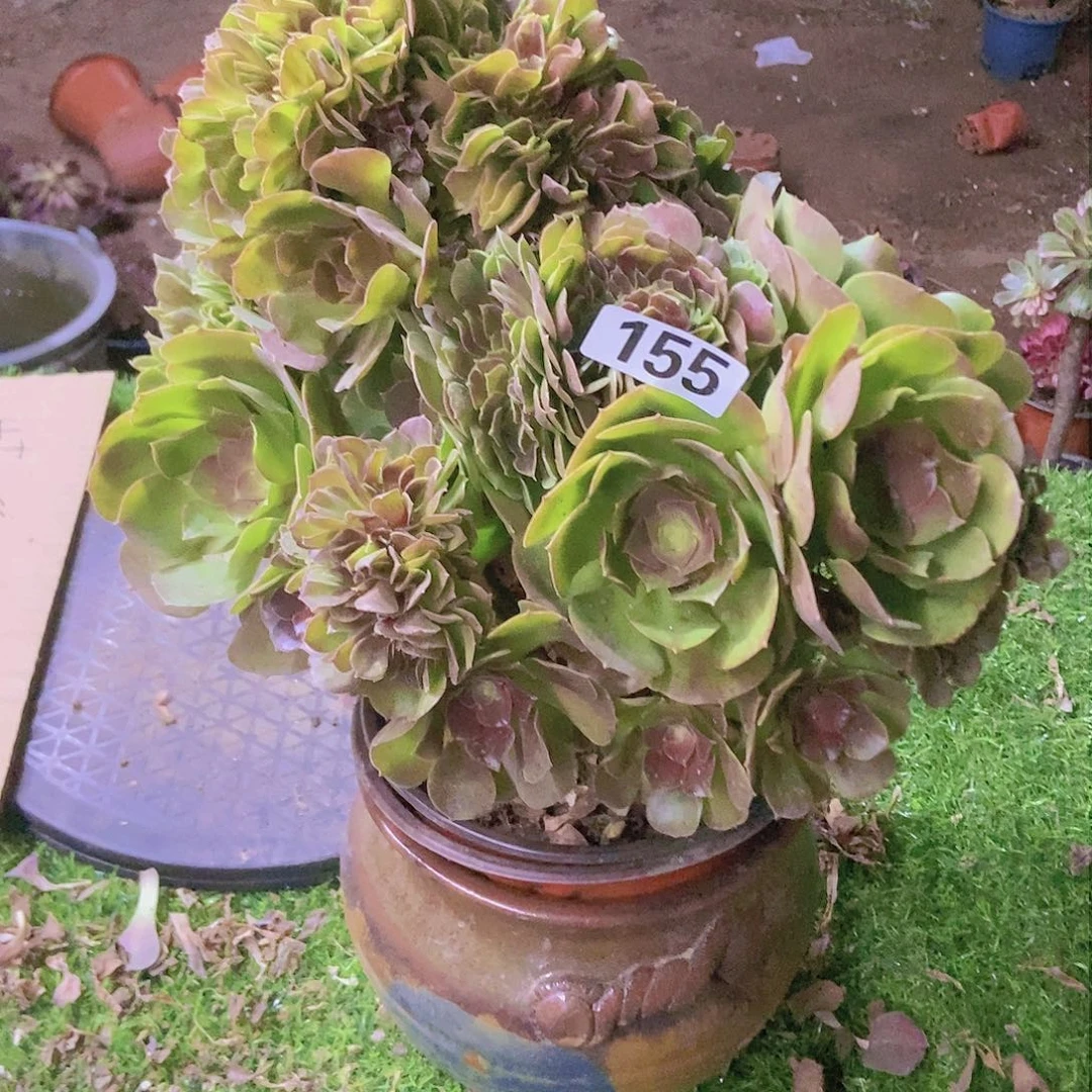 155玫瑰法师缀老板子法师缀老