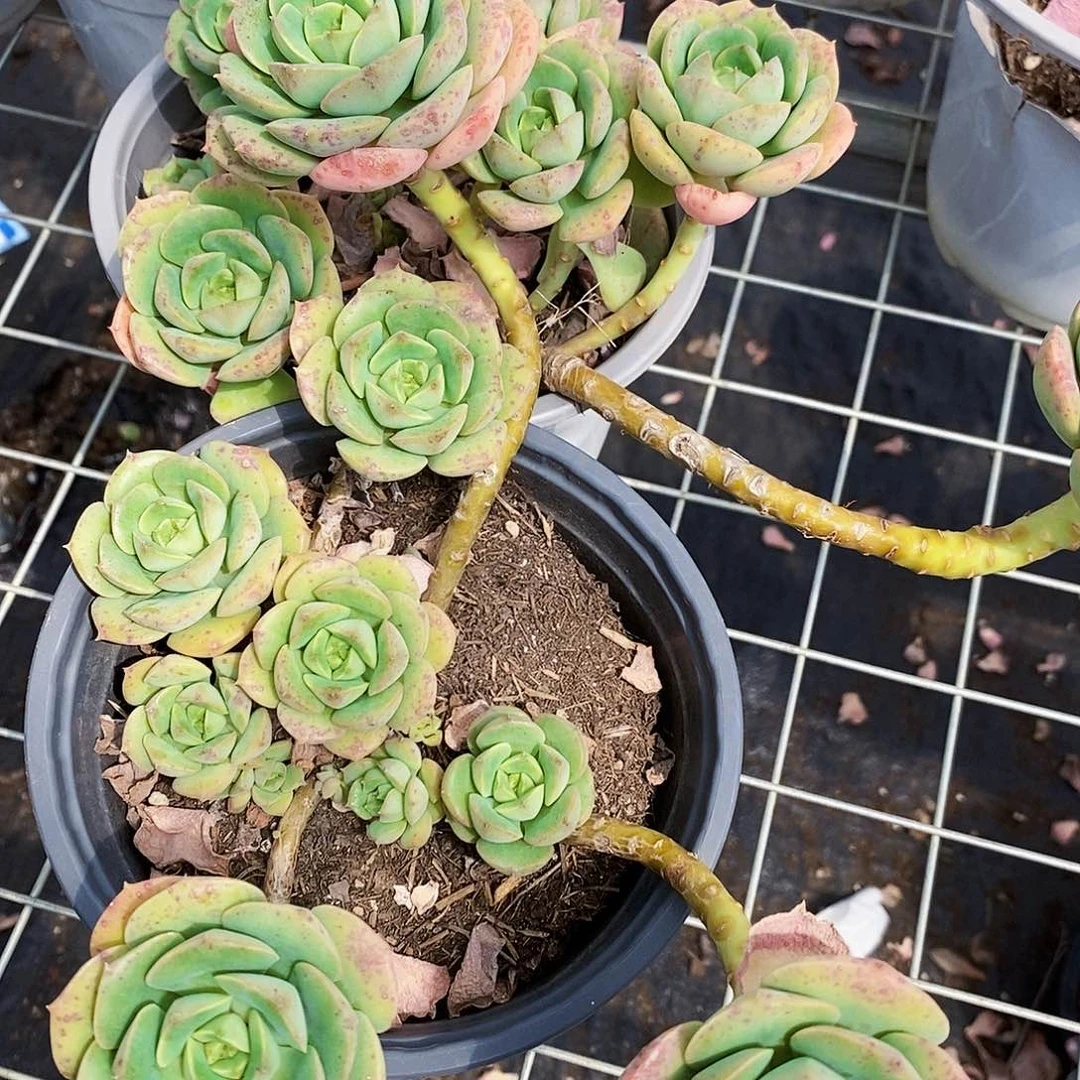尼可莎拉玫瑰多头群生
