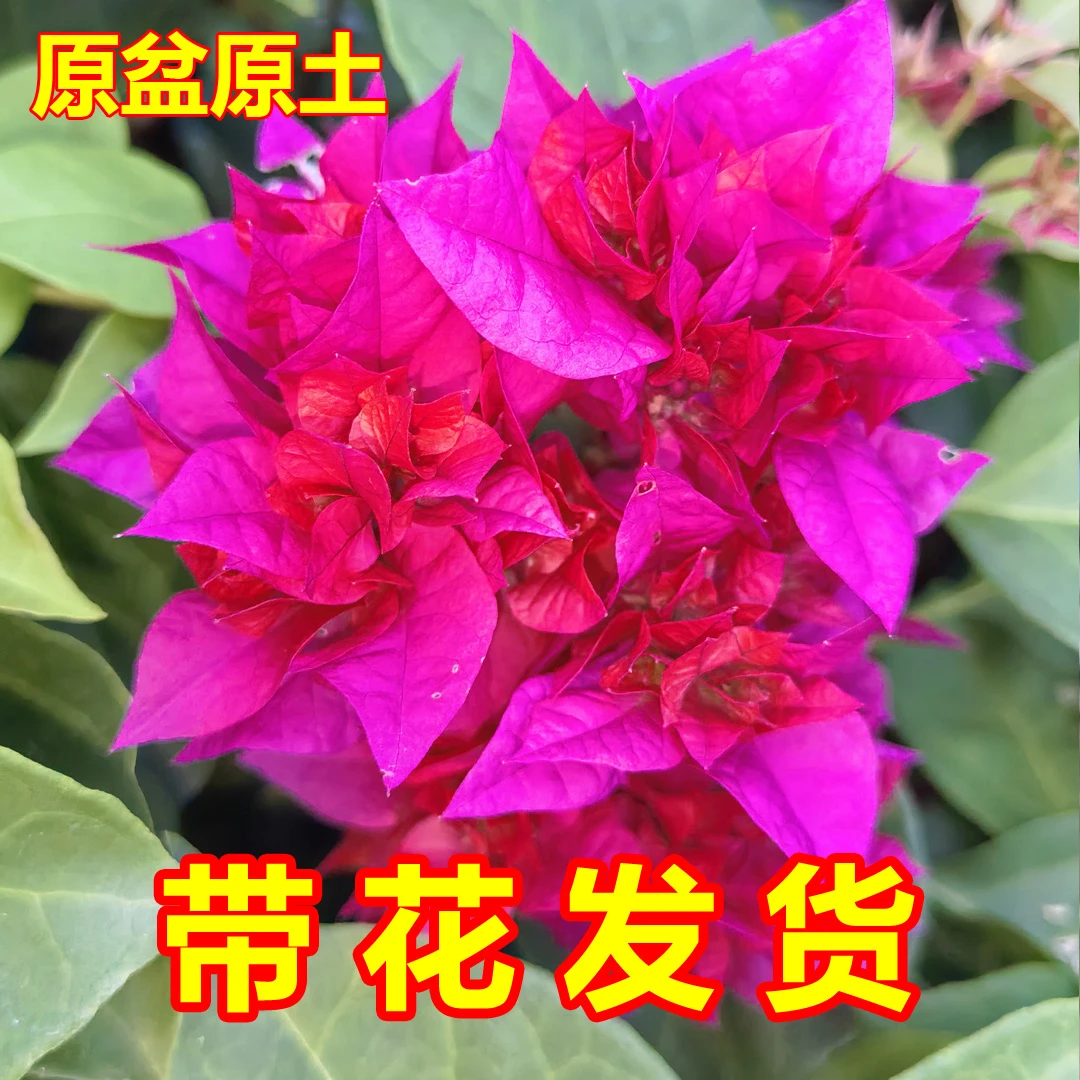 重瓣三角梅盆栽重瓣红花卉绿植盆栽庭院植物常年开花造景阳台盆景