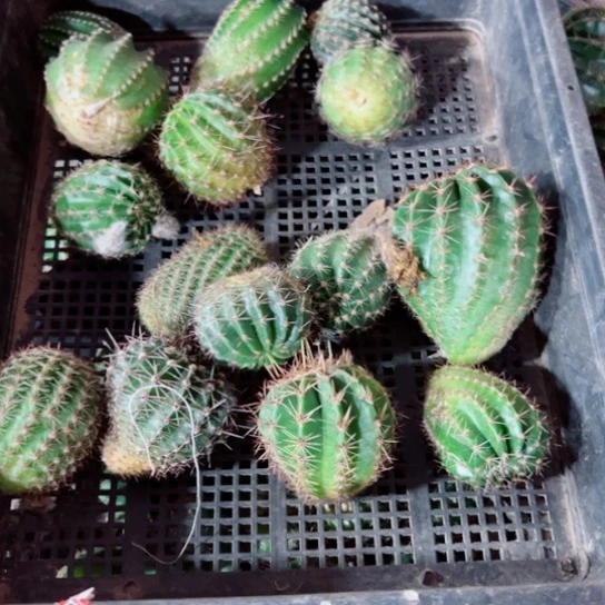 下64框拍歪斑丑小无根侧芽无售后