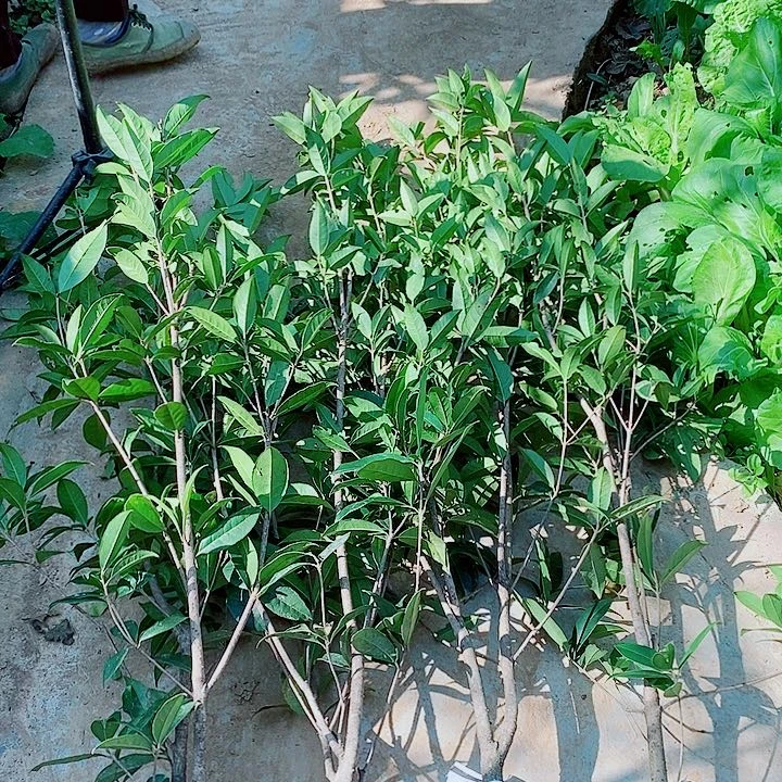 茂***行完全开放1/2左右金桂