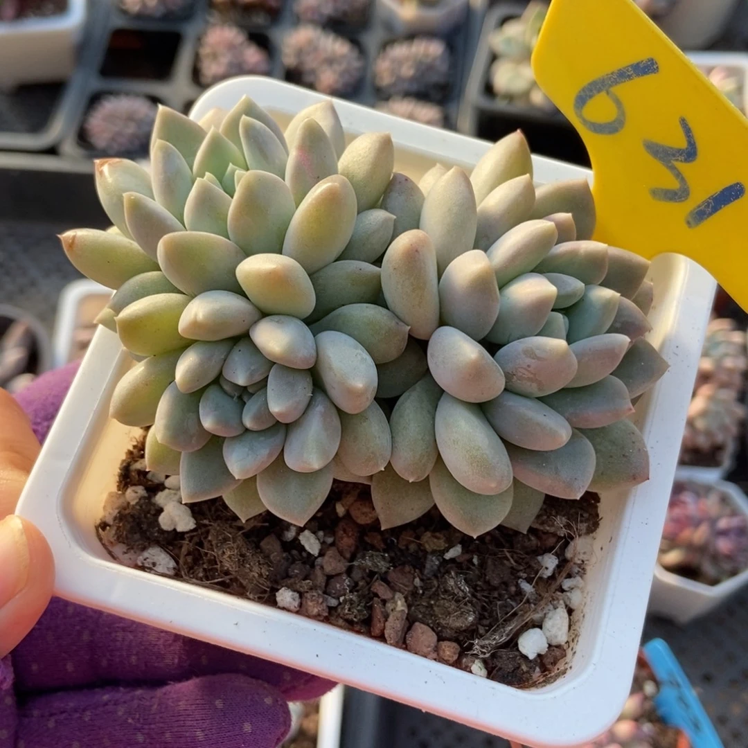 631奶糖多肉植物多肉