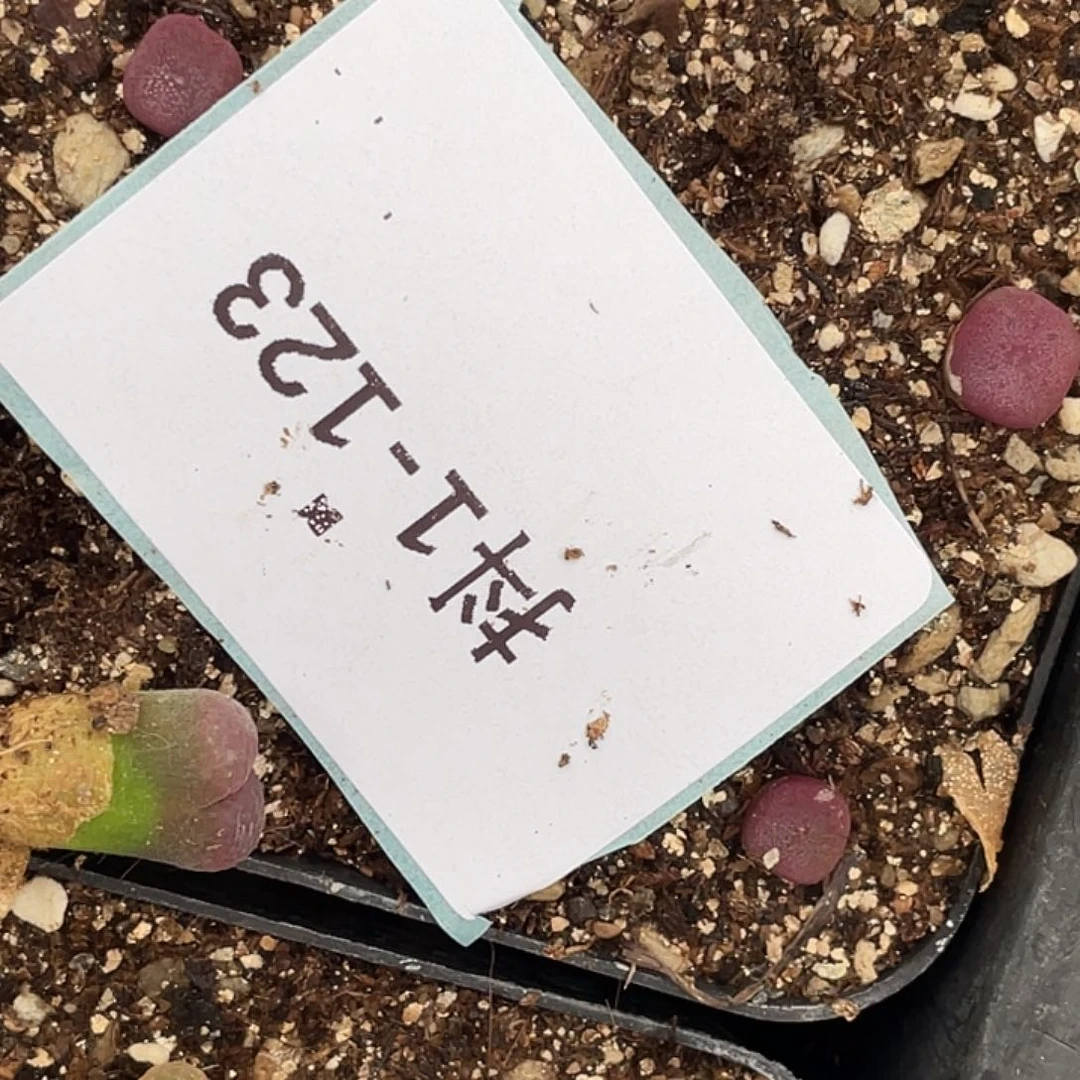 水*冻1-123肉锥多肉植物