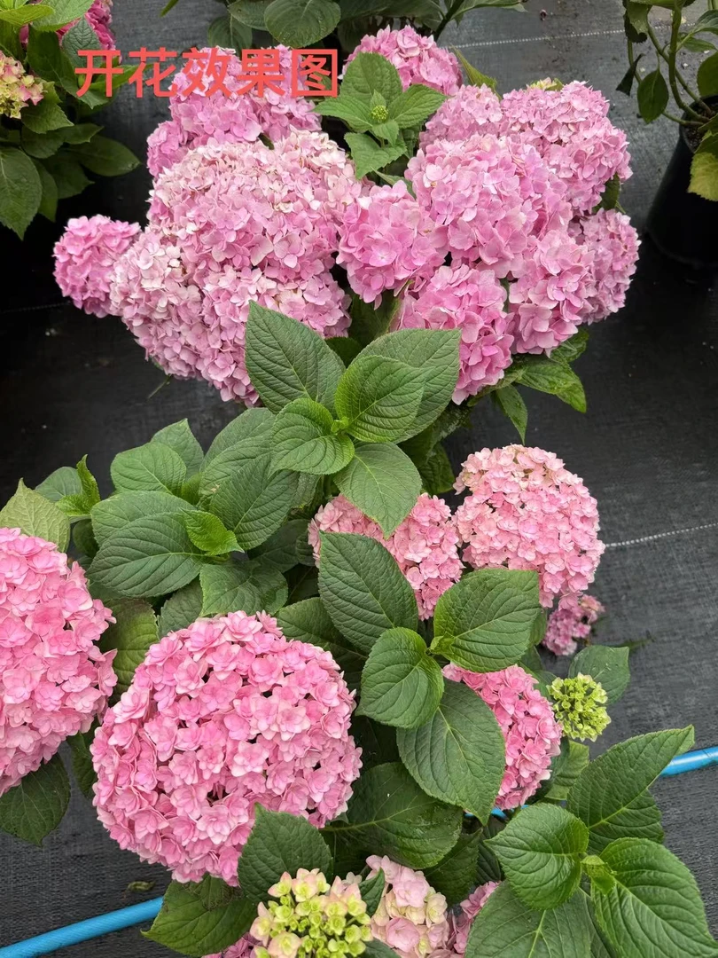 （无名绣球3加仑）重瓣小花绣球花适合阳台庭院种植花卉