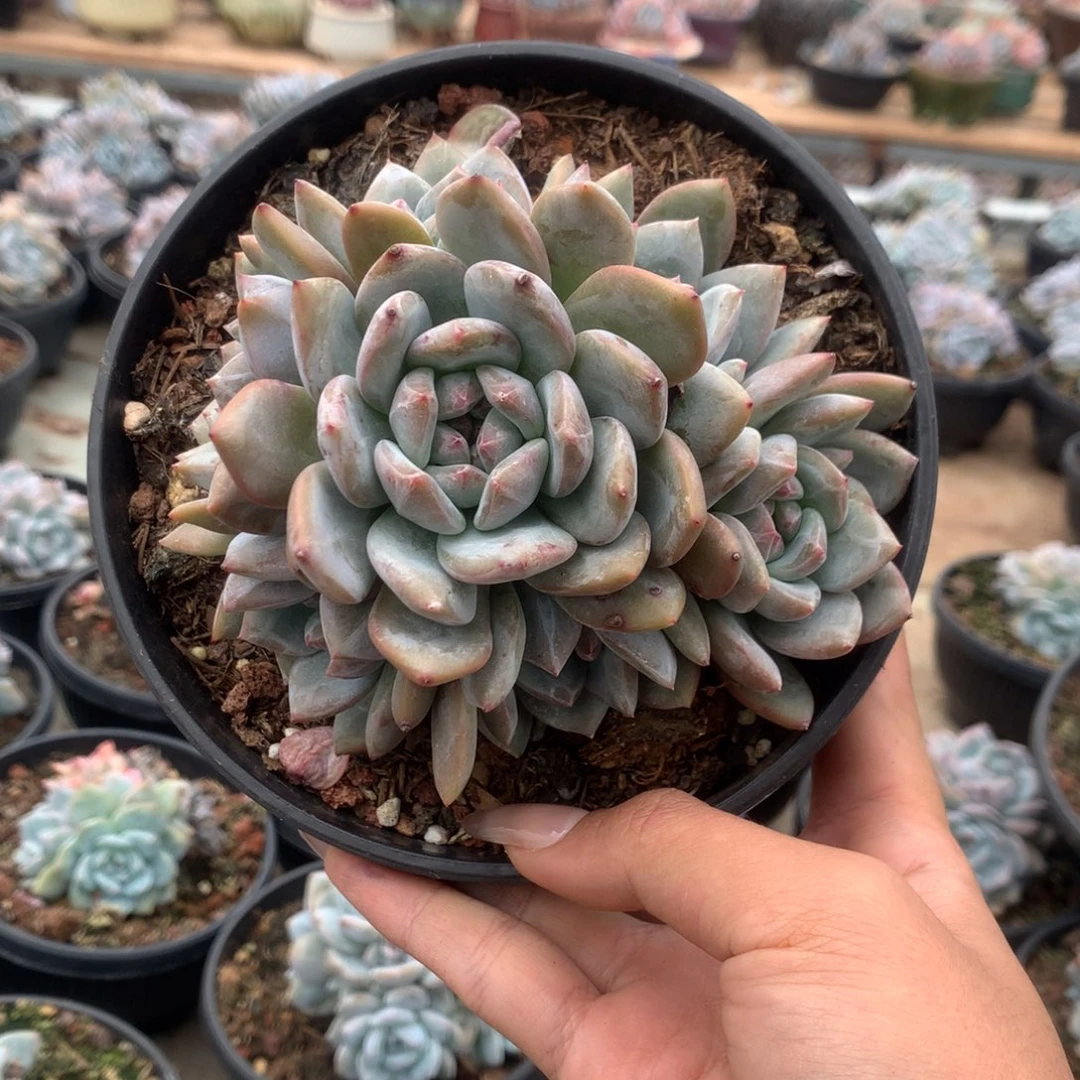 石榴籽无砍七头花花