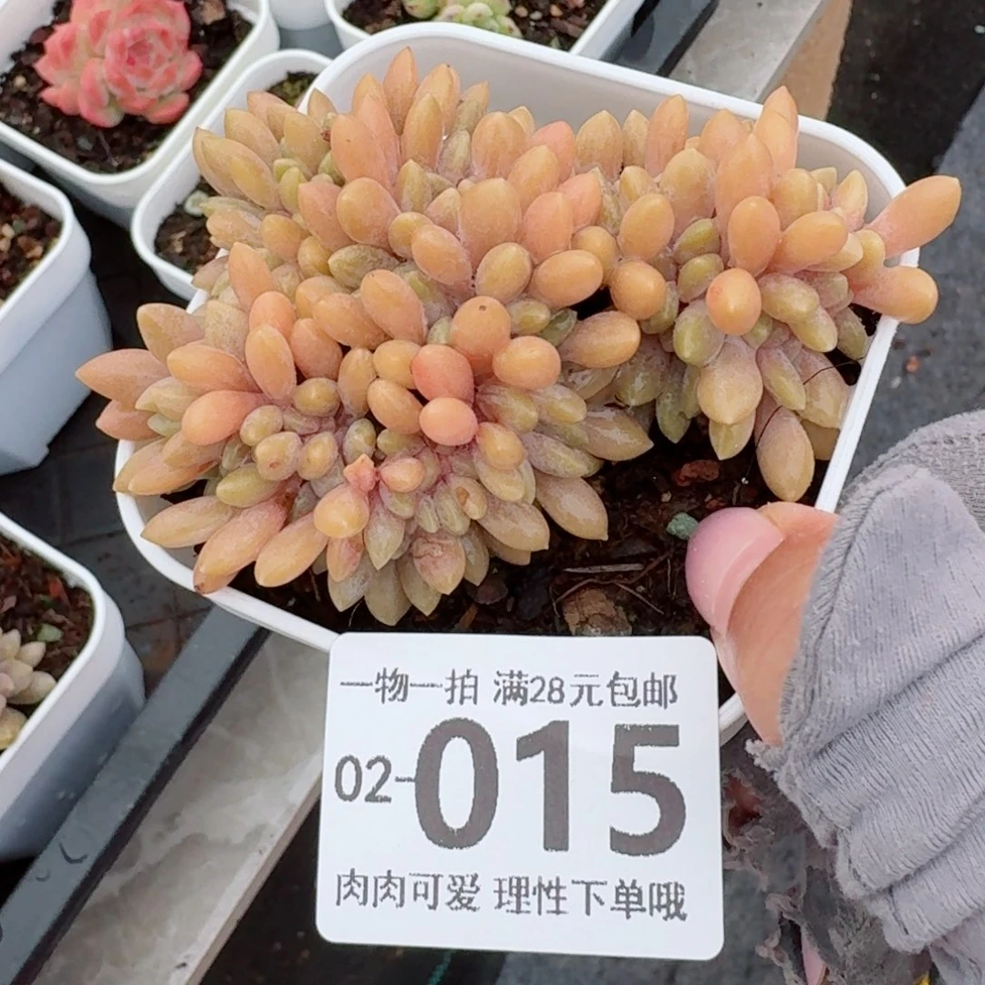 醉美人缀化无盆土发货无盆土无发货