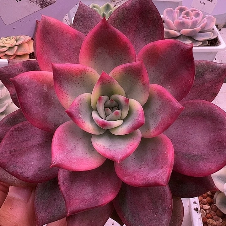 1021号卡梅拉锦多肉