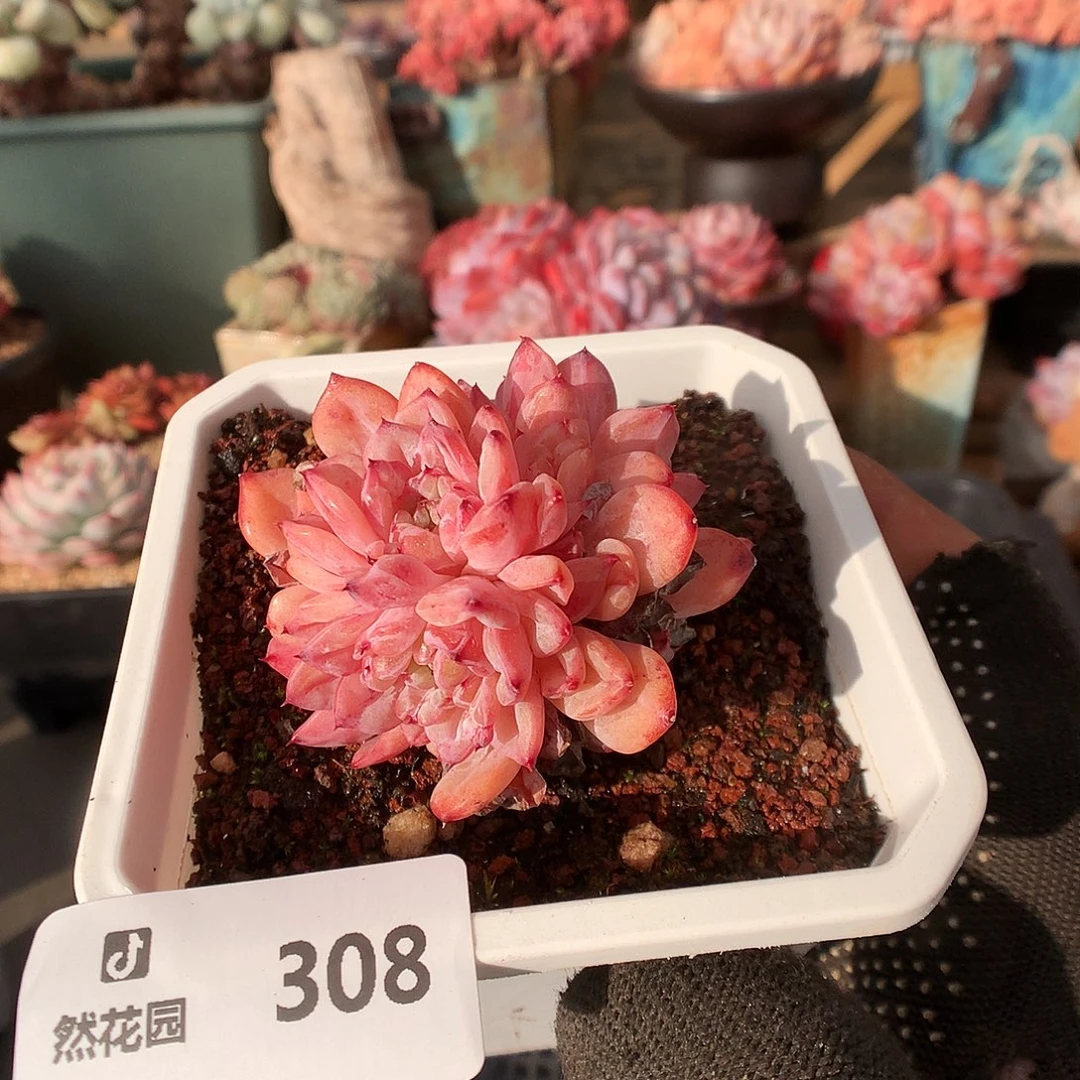 308仙恩多肉植物663