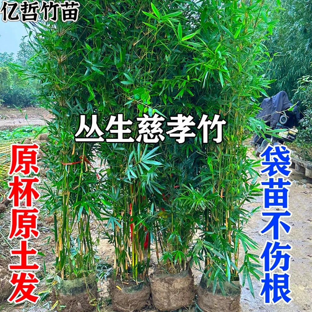原盆原土慈孝竹四季观赏竹子苗育苗袋窝竹孝顺竹盆栽耐寒庭院室外