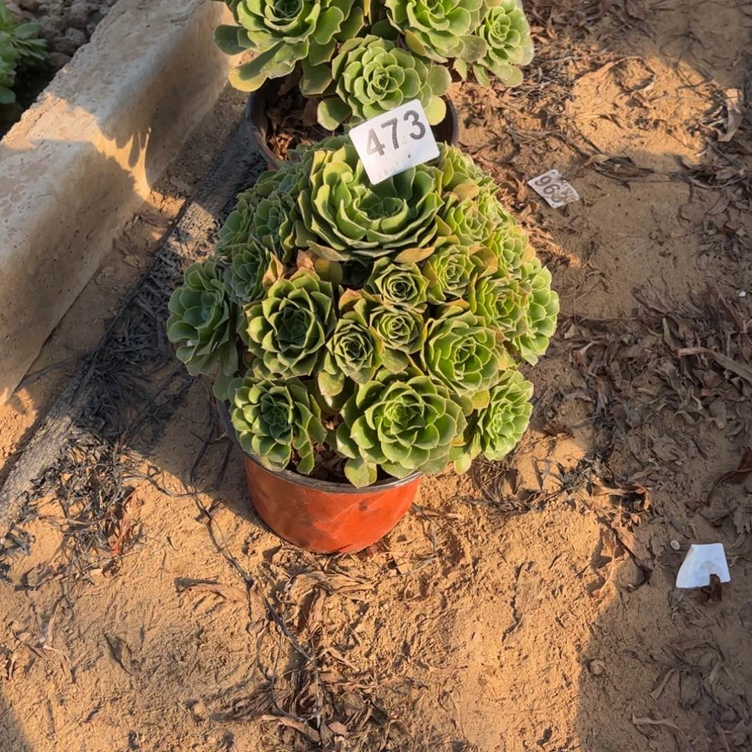 绿杨蓉473不包断枝