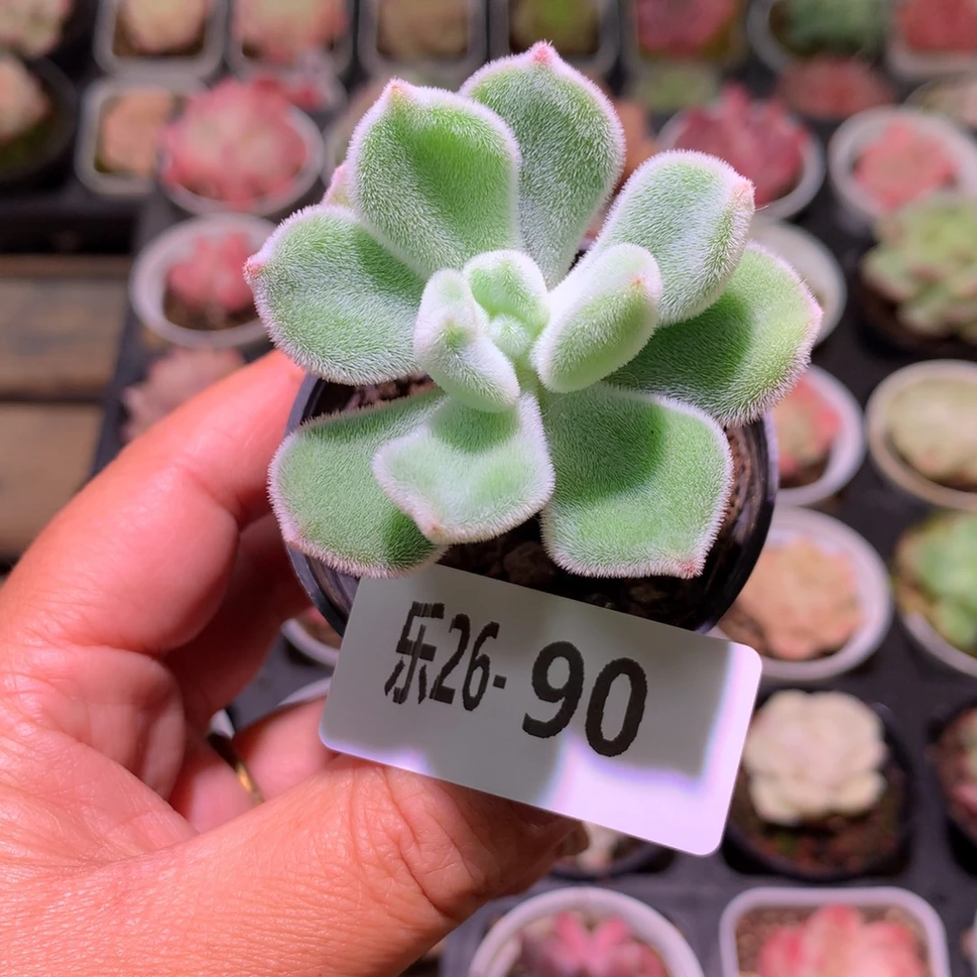 乐然26-90 雪晃星单头