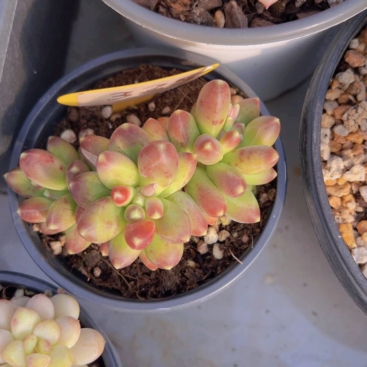 健健康康平平安安